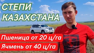 СТЕПЬ. КАЗАХСТАН. Высокие УРОЖАИ. Объезд полей. Яровая Пшеница, ячмень и чечевица.