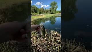 Cool bass release 🐟😎