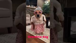 Grandma Dog / Vovó Cachorra / Abuela perro