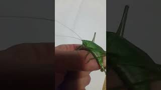 Коник зелений,  рос."кузнечик" (Tettigonia viridissima) самиця з яйцекладом.