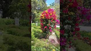 🤩Flowers of different colors appear on the same tree.#park#love