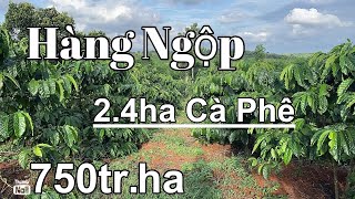 (Đã bán))K có nguoi làm bán gấp 2.5 ha cafe giá ngộp thế đất bằng đẹp gần dân cư