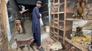 Bird Market Mai chori || GolMol karliya😅