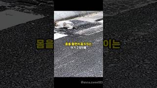 걸을때 마다 몸이 떨리는 아기 고양이를 데려왔더니