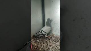 peyikan merpati pos #pigeonracing #merpatipos #merpatiposracing #pigeonloft #pigeonracing