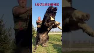 The biggest and massive dogs in the world