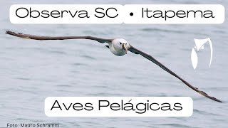 Observação de aves - Evento OBSERVA SC - Itapema  - Saída Pelágica