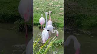 Flamant  rose au Luxembourg #flamantrose #luxembourg