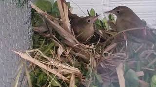 breeding - Nightingale - Luscinia megarhynchos