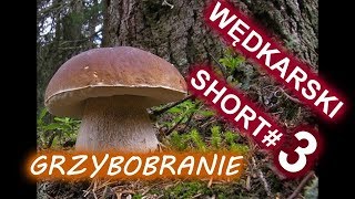 WĘDKARSKI SHORT#3  GRZYBOBRANIE / PRAWDZIWKI,KOŻLAKI/IRLANDZKIE LASY