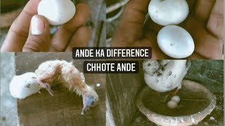 ANDE KA DIFFERENCE || LALSIRON KA BACCHA MAR GAYA 😢#kabuterbazi #birds #animallover #foryou