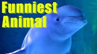 Beluga Whale Facts YOU Didn't Know