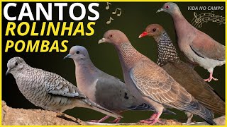 18 Cantos De Aves Da Roça "FOGO APAGOU, ASA BRANCA" e Outras ROLINHAS e POMBAS !!!