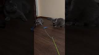 2 британца на каникулах #коты #смешныеживотные #tiktok