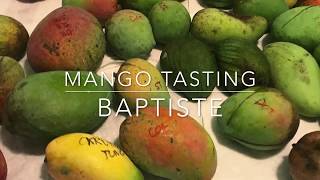 Florida Mango Tasting - Florida Grown Baptiste Mango