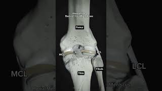 Posterior View of the Right KneeC: @anatomystandard