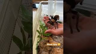 Handling A HUGE #spider 😰 #shorts #animals #animalshorts #arachnid #tarantula #handling #scary