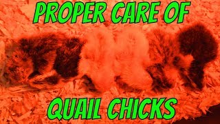 Proper Care of Quail Chicks