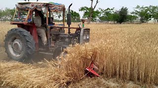 Wheeat Cutting in Pakistan | Tractor | Punjab Golden beauty