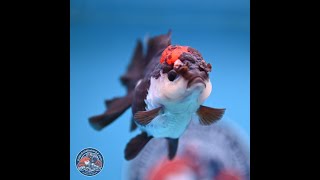 Tricolor Rose Tail Oranda 4.5 in (241018_OR03)