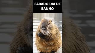 sabado dia banho