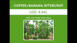 Banana and coffee in the same plantation? How to maximise production using intercropping