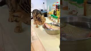 #wtf What are you doing 😱 I very shocked 😱 Being attacked by food🤣#fyp #shorts#funnyvideo#cat #viral