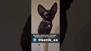 Смешные коты без озвучки 4 нарезка #коты #котики