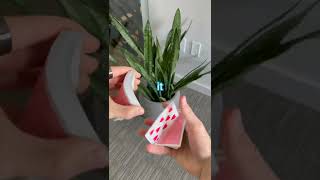 Learning How to Card Spring Playing Cards