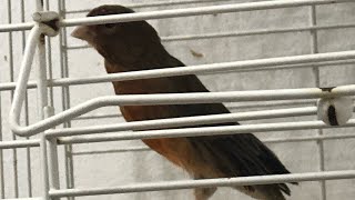 Canary singing video