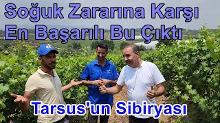 Tarsus - Üzüm Bağı Gübreleme - Soğuk Havalarda Bağlarda Uyanış, Tutum, Sürgün, Üzüm Kalitesi