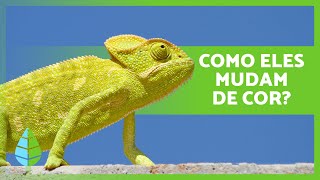 Por que os CAMELEÕES MUDAM de COR? 🦎 Como eles fazem isso?