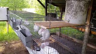 Automatic Water System for Meat Rabbits