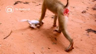 OMG! Small baby monkey was fighting hard by nasty mother