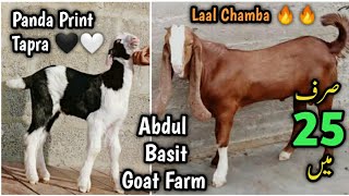 Laal Chamba 🔥 Panda Print Tapra 🖤🤍. Sasta Maal .Abdul Basit Goat Farm.Gulabi Kamori Ablak livestock