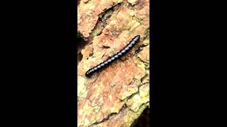 Slow down time-- Millipede in action