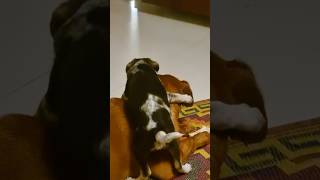 Brook schooled by Ruby mommy - #paws