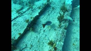 Hannah M. Bell (Mike’s Wreck) - Elbow Reef - Key Largo, FL - Vid 13