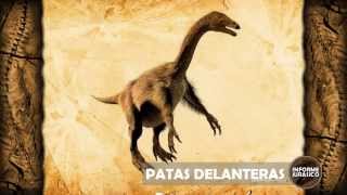 Patas Delanteras | Informe Jurasico