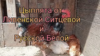 Можно ли подложить куриные яйца под утку. Утка испортила яйца, но цыплята есть.