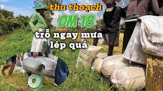 thu thoạch lúa OM18 vu thu đông trổ ngay mưa vẫn đạt năng suất 824 ký cho 1296m2 #154 l thanhdotv