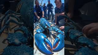 Giant Sea lobster Caught by Fishermen! 🐙🎣#GiantSeaCreatures #FishingDiscoveries #OceanMysteries