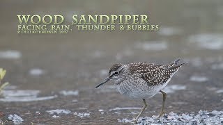 WOOD SANDPIPER FACING RAIN, THUNDER AND BUBBLES