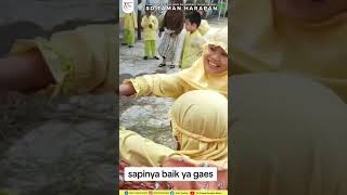 Kelas 1 Abu Bakar SD Taman Harapan | Sedang Melihat Sapi Qurban di lingkungan Sekolah Taman Harapan