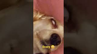 Scary And Spooky dog #shorts #dog #scary #spooky #sleepy