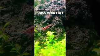 shrimp #akvaryum #aquascaping #aquascaper #animals #aquarium #viral #shrimp