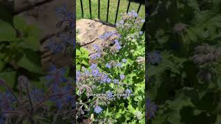 Multipurpose Plant in my garden: the Beautiful Blue Borage.