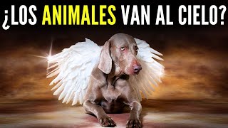 ¿LOS ANIMALES DE COMPAÑÍA VAN AL CIELO? ¿LAS MASCOTAS TIENEN ALMA?