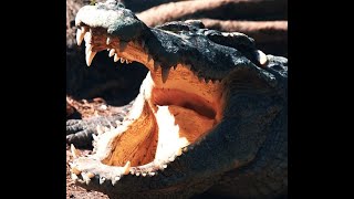 3 Horrifying Crocodilian Attacks!