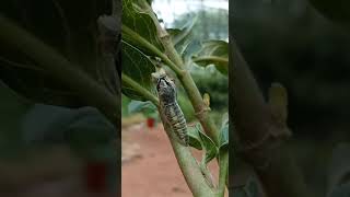 Growth of a butterfly